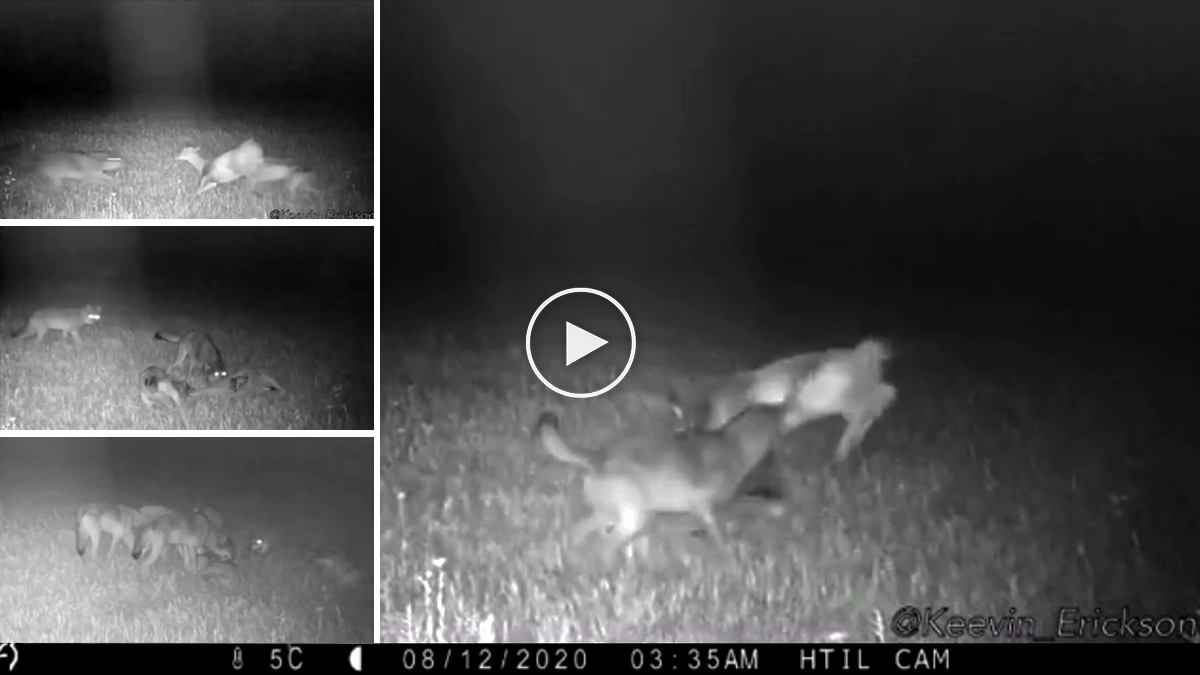 Una cámara graba cómo un lobo va de caza tras varias ciervas