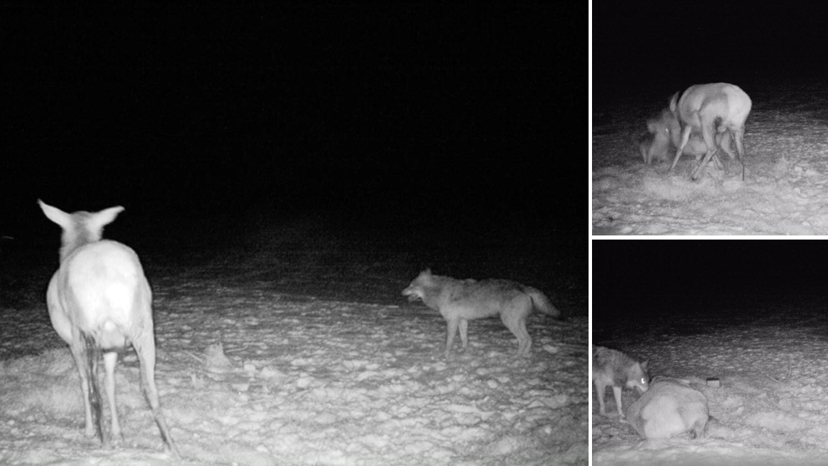 Fotografía cómo un lobo mata a un ciervo en un cebadero en plena noche