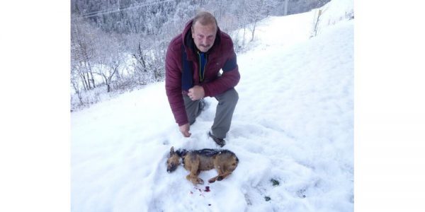  lobos matan perro caza