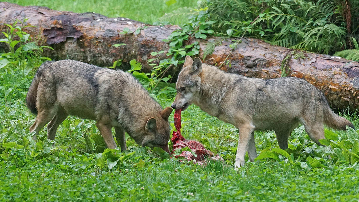 Articulo: Piden soltar lobos en Sierra Morena para que controlen a ciervos  y jabalíes