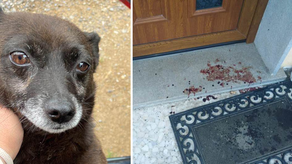  los lobos matan y devoran a un perro en la puerta de la casa