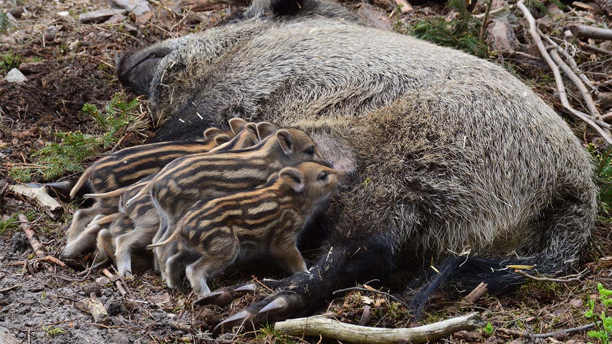   matan animales época de cría Monfragüe tras prohibir caza