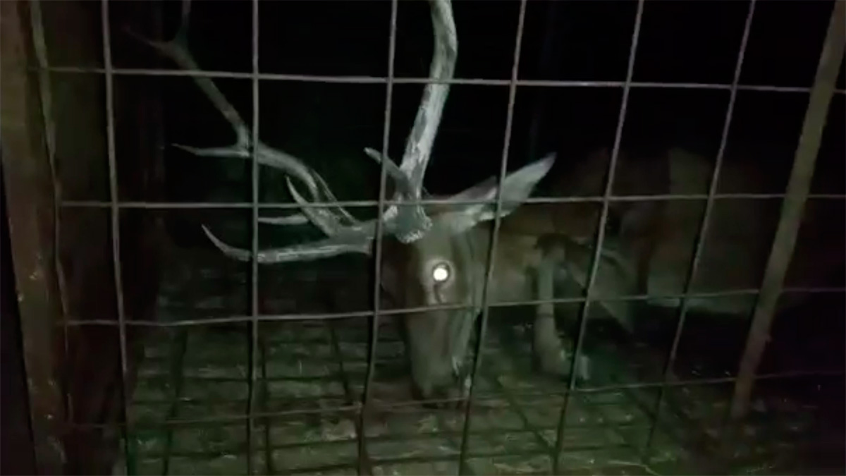   ciervo moribundo capturado en una jaula trampa