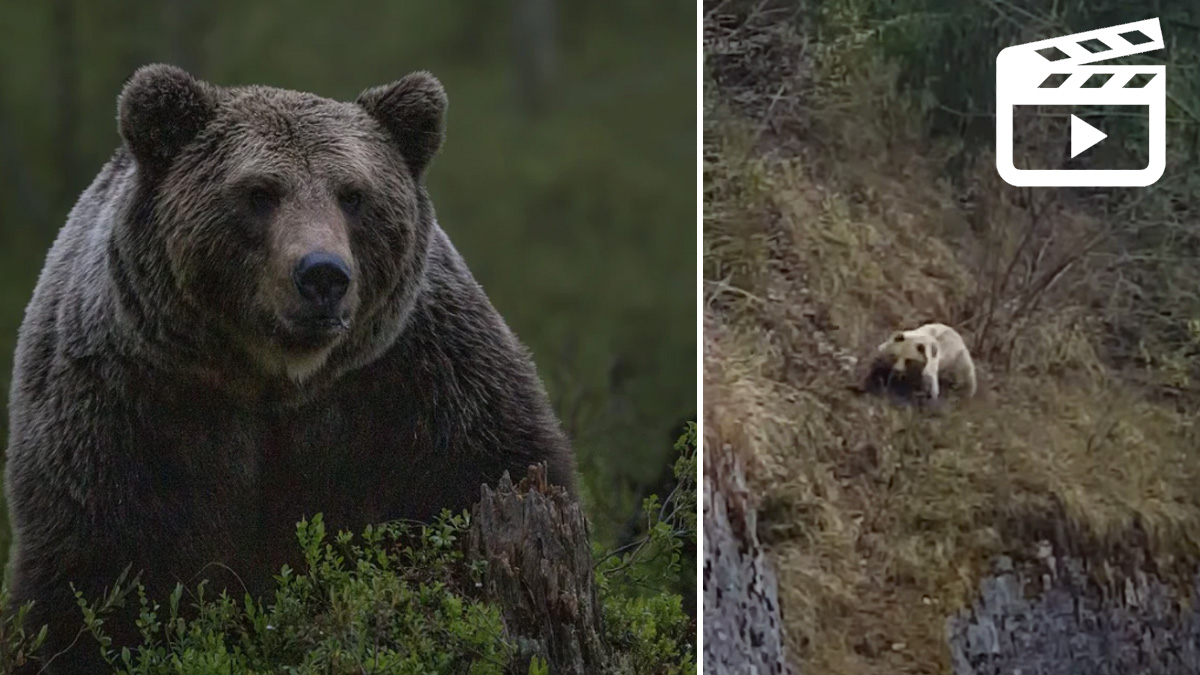  oso amenaza excursionista