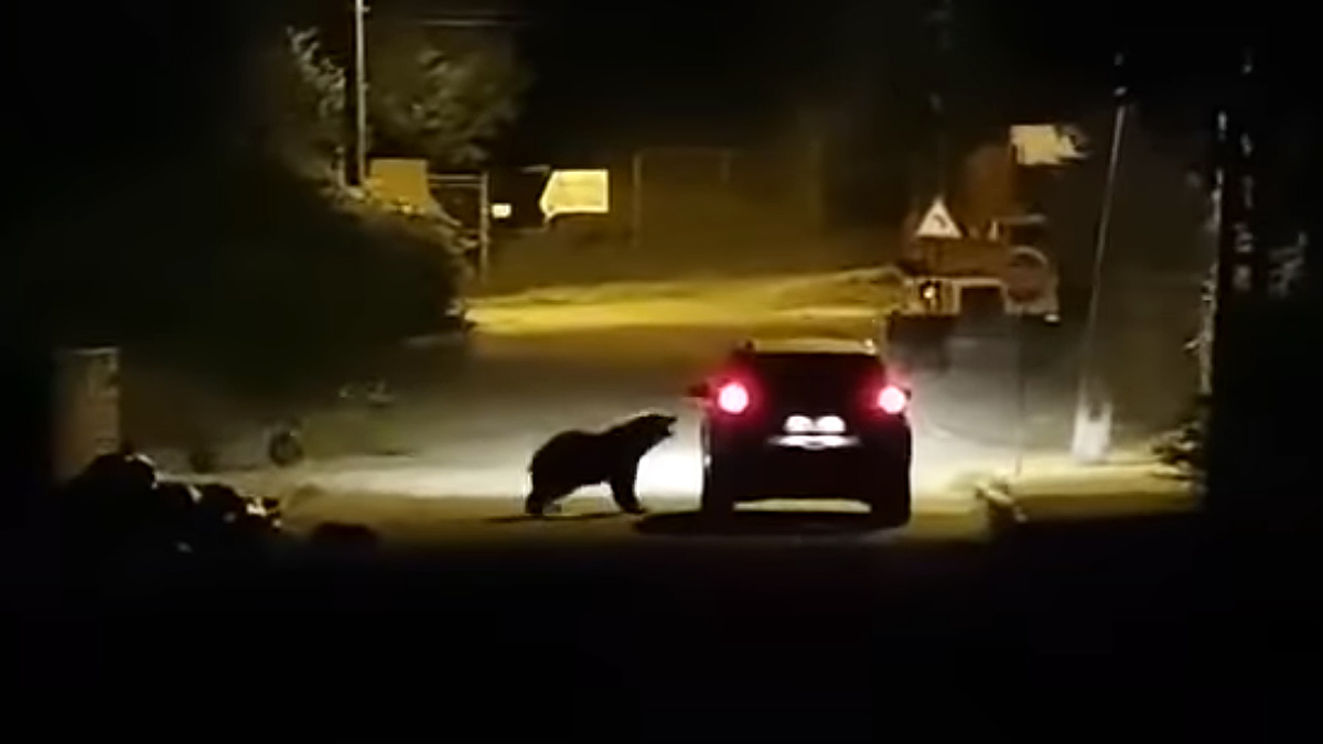  oso ataca coche