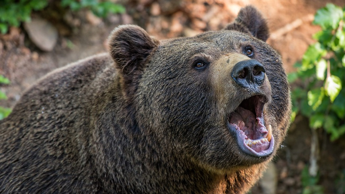  oso ataca mujer 75 años Asturias
