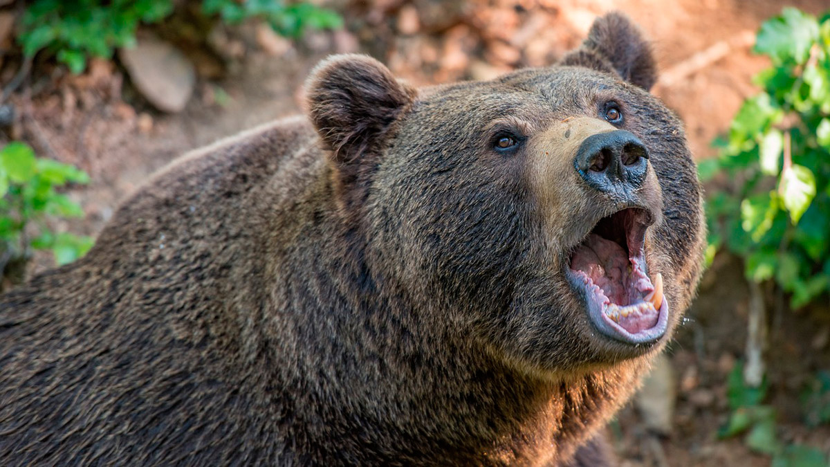  Por qué atacan osos ser humano