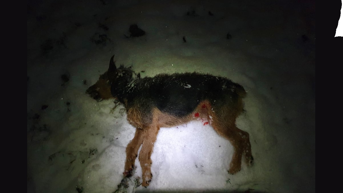  lobos matan a un perro