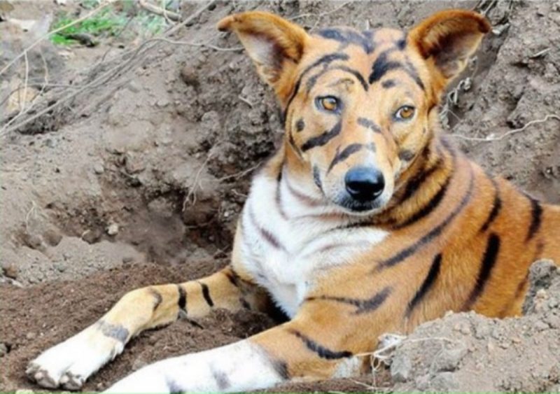  perro pintado como tigre