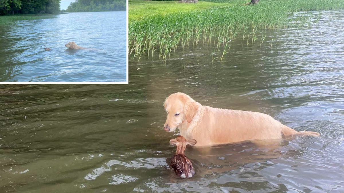  perro salva cervatillo morir ahogado