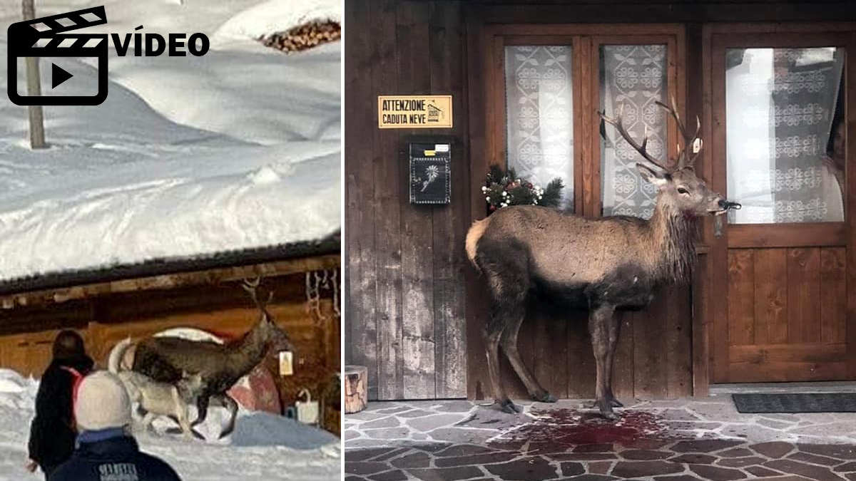  perros atacan ciervo estación de esquí