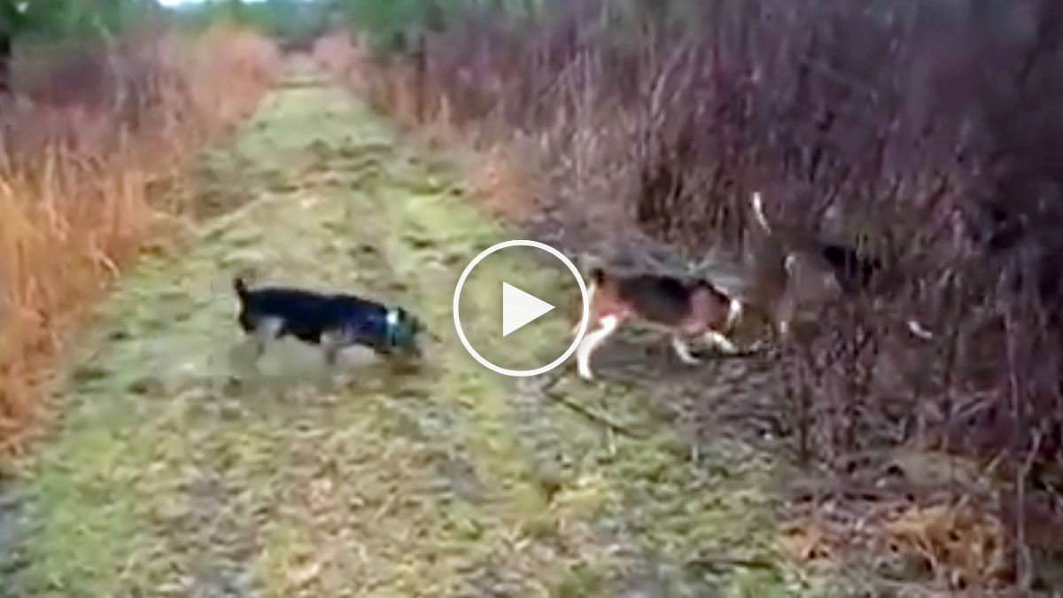  Perros de caza rastro beagle