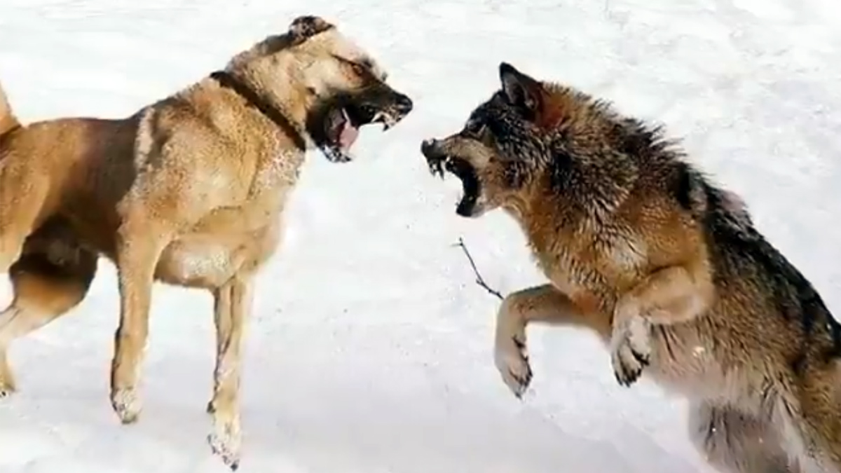 Introducir 43+ imagen peleas de lobos contra perros