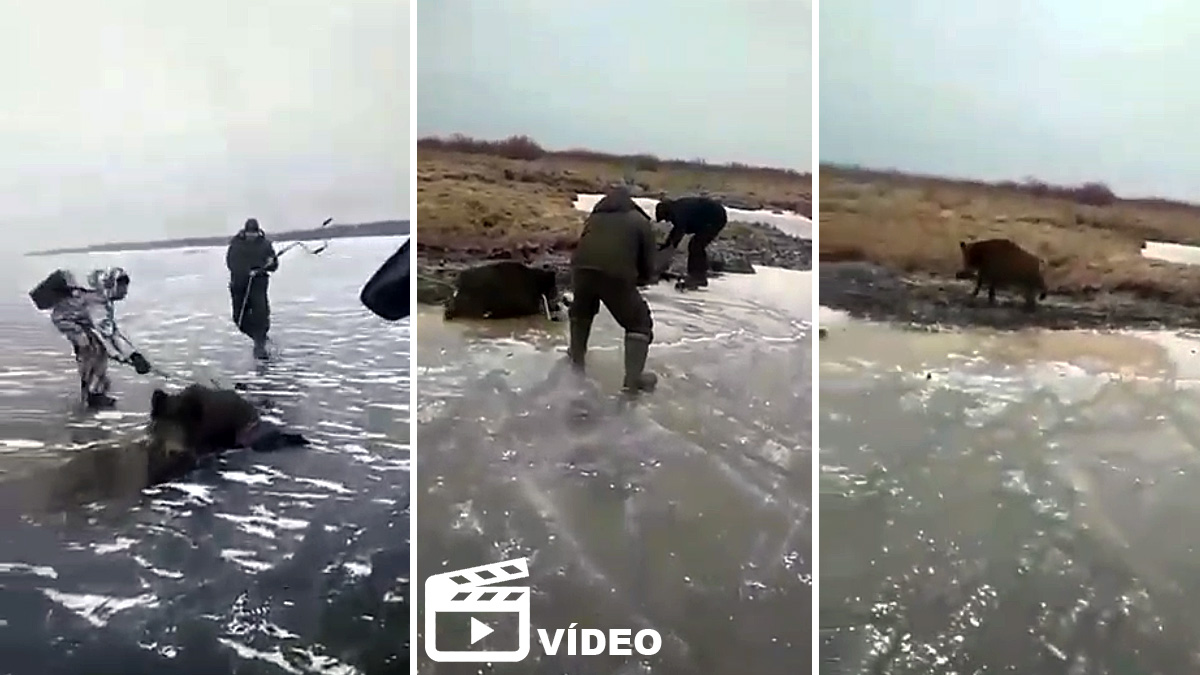  pescadores rescatan jabalí hielo
