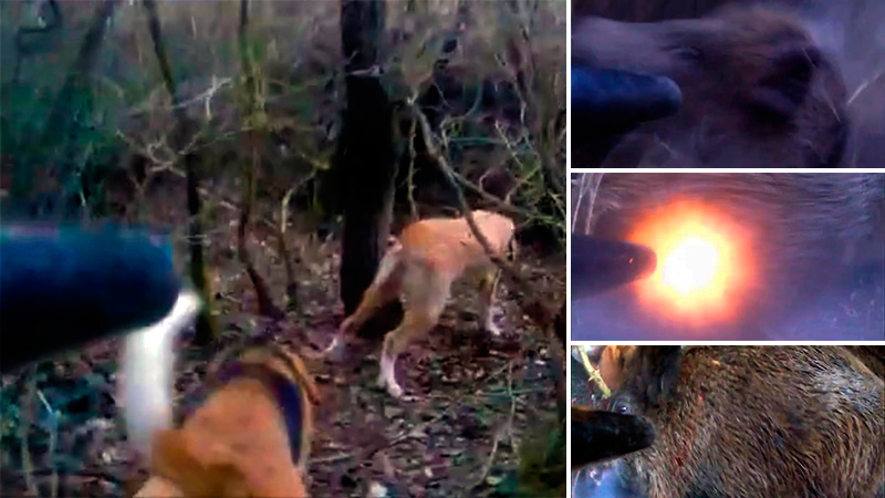 Un jabalí viene atacando a los perros de caza y acaba embistiendo al cazador