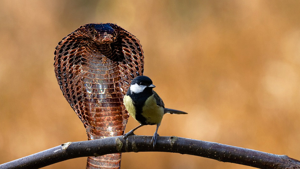   pájaros que imitan serpientes