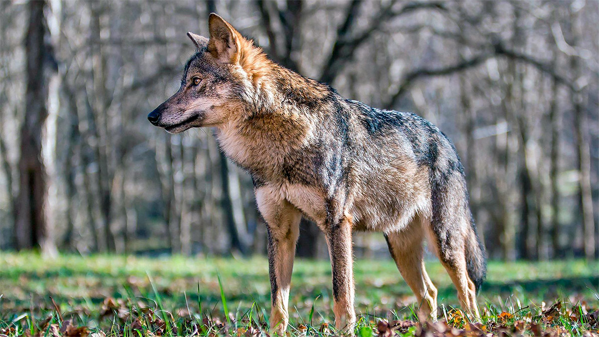   MITECO rechaza el plan de control de lobos