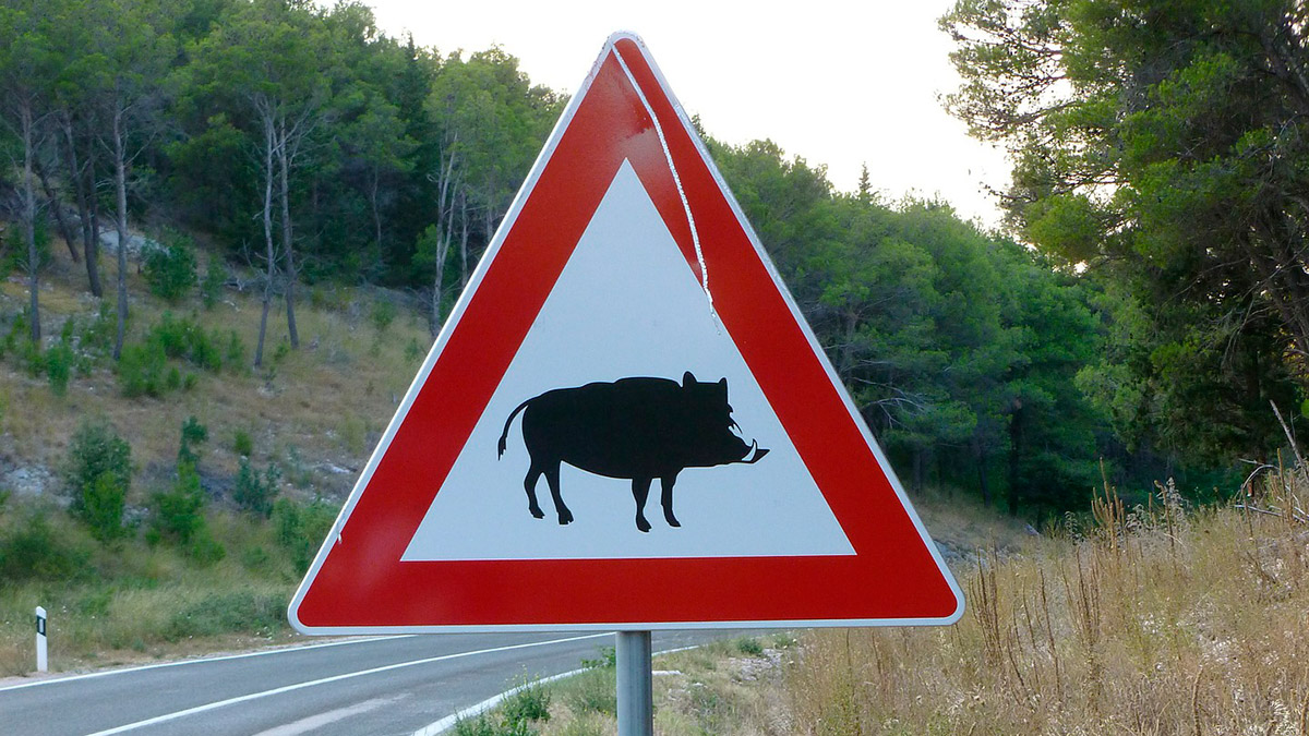 Los jabalíes provocan diez accidentes al día en carreteras gallegas