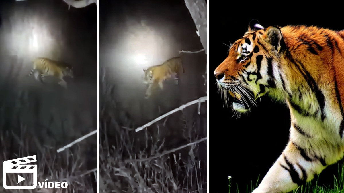   tigre acecha a cazadores