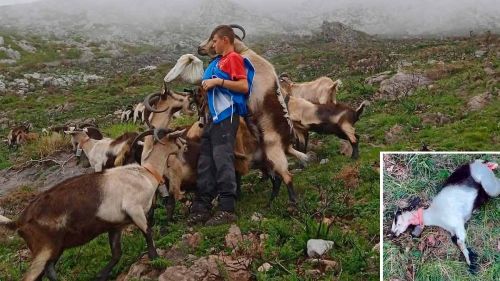 Un joven de 17 años es atacado por dos lobos en Asturias al tratar de salvar la vida a una de sus cabras
