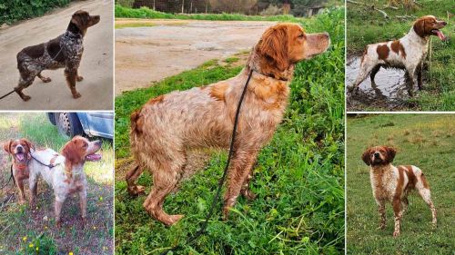 Roban siete perros epagneul bretón valorados en 20.000€ para la captura ilegal de erizos