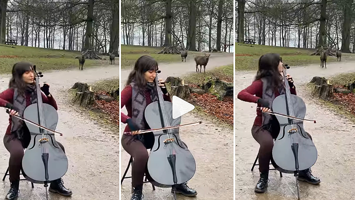   violonchelo atrae ciervos