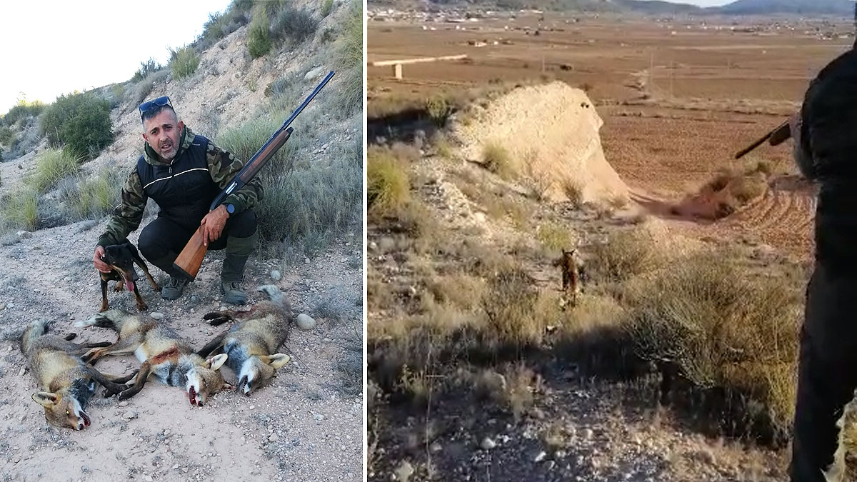   caza tres zorros madriguera con jagd terrier