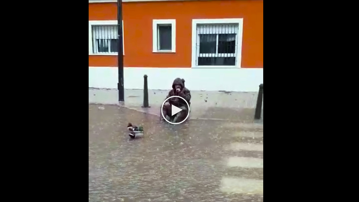 vídeo humor reclamo patos calle inundada