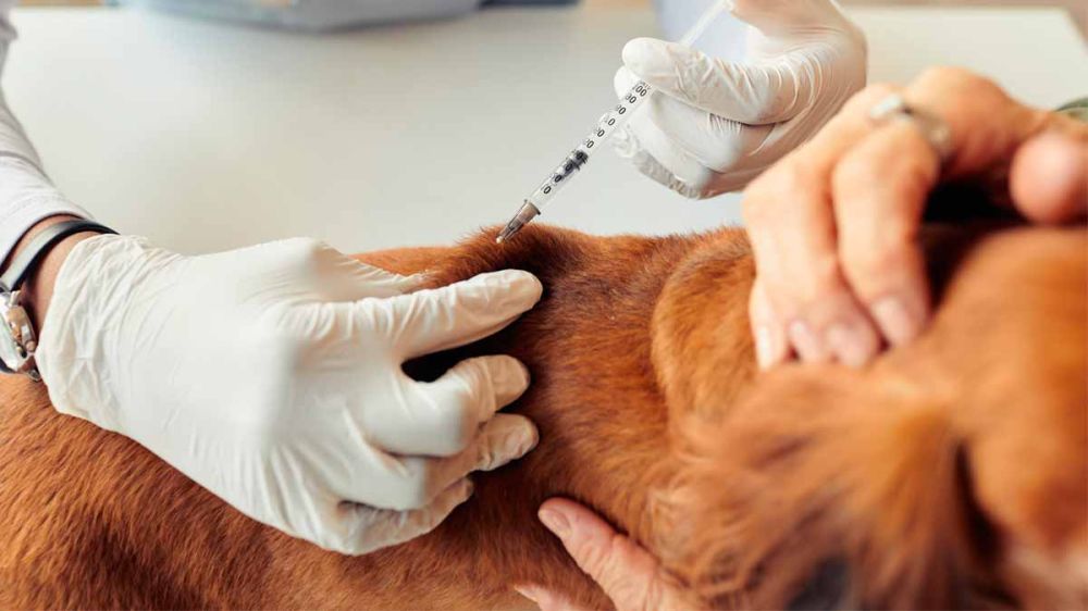 Así es la vacuna contra la leishmaniasis desarrollada en España que podría salvar la vida de tu perro