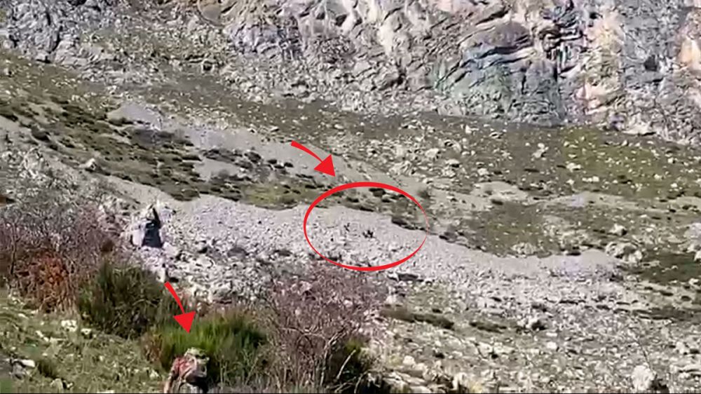 Buitres devoran un rebeco que acaba de ser abatido por cazadores