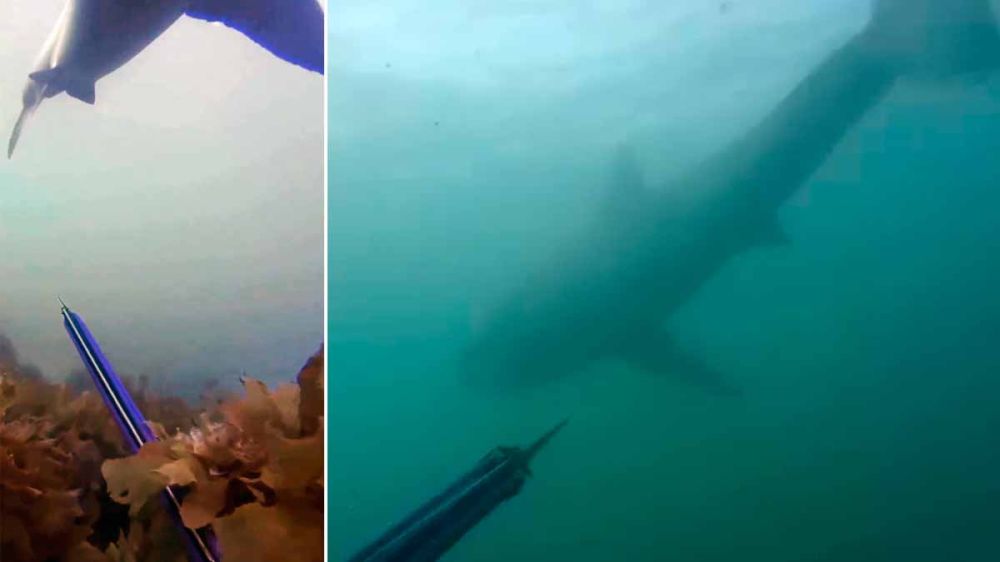 Encuentros terroríficos de pescadores con grandes tiburones