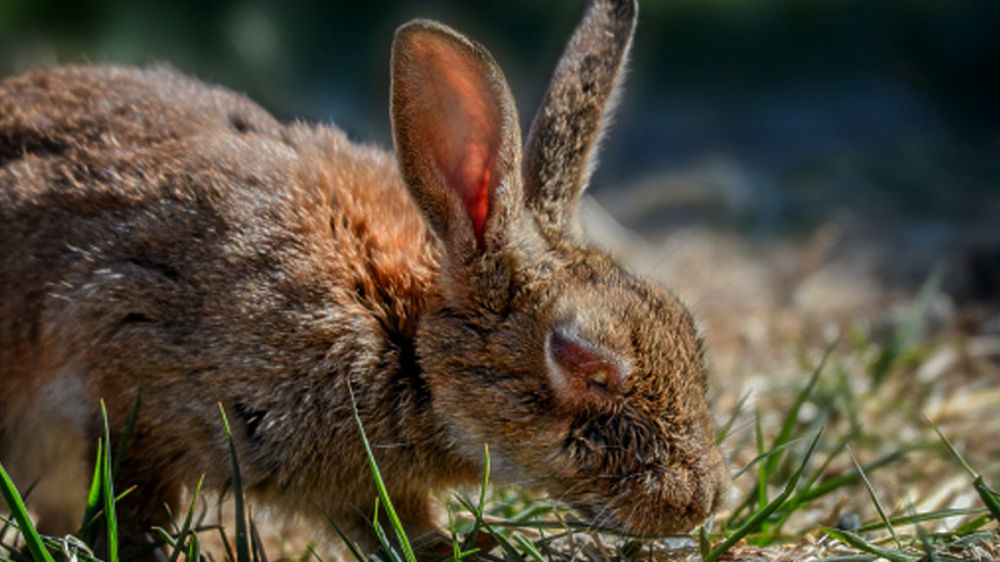 La mixomatosis incrementa la mortalidad de conejos en Andalucía
