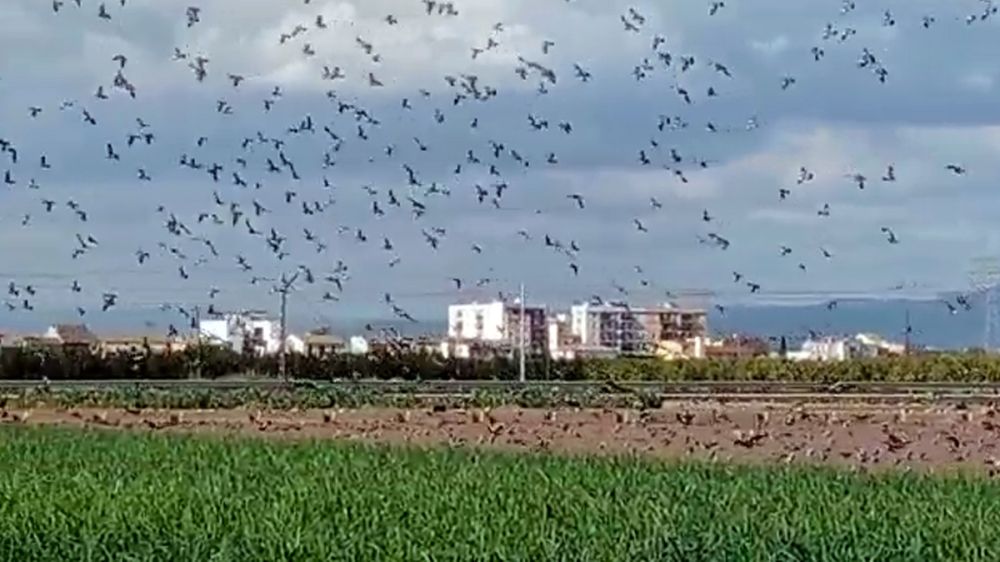 Invasión de palomas torcaces en un pueblo de Valencia