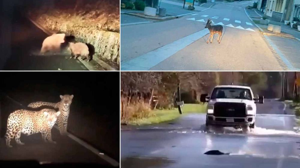 Animales que encuentras cruzando la carretera