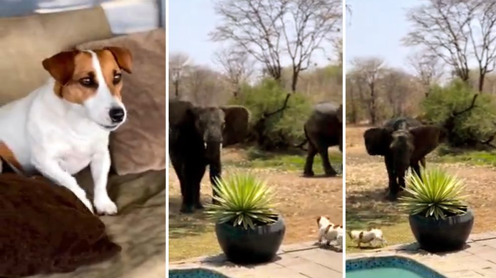 Un perro de menos de 10 kilos expulsa a dos elefantes del jardín de una casa