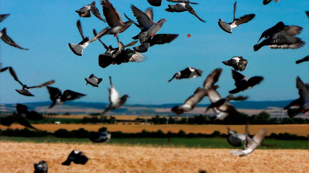 La otra media veda: caza de palomas bravías por control de daños a la agricultura