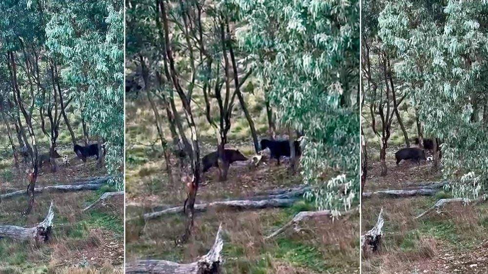 Una cabra embiste a un jabalí para salvar a su cría del ataque del cochino