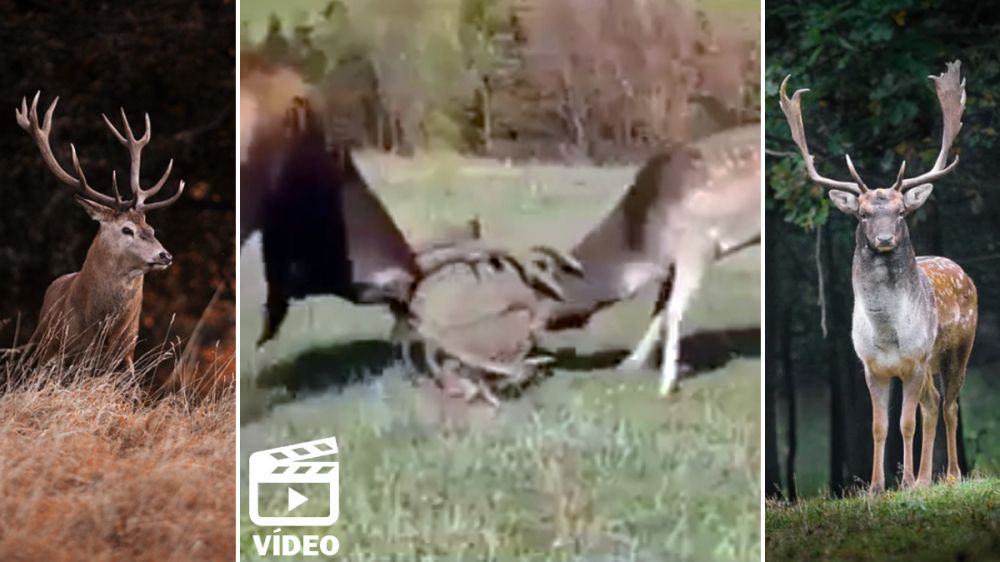 Lucha entre especies: un ciervo y un gamo pelean duramente