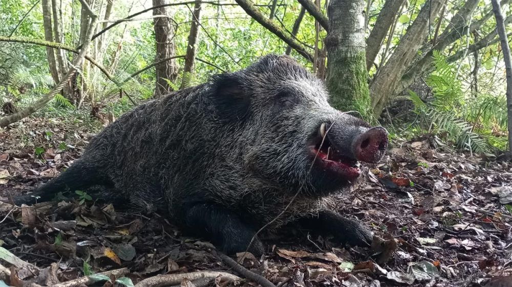 «Pasé miedo»: las palabras de una cazadora asturiana tras abatir un enorme jabalí