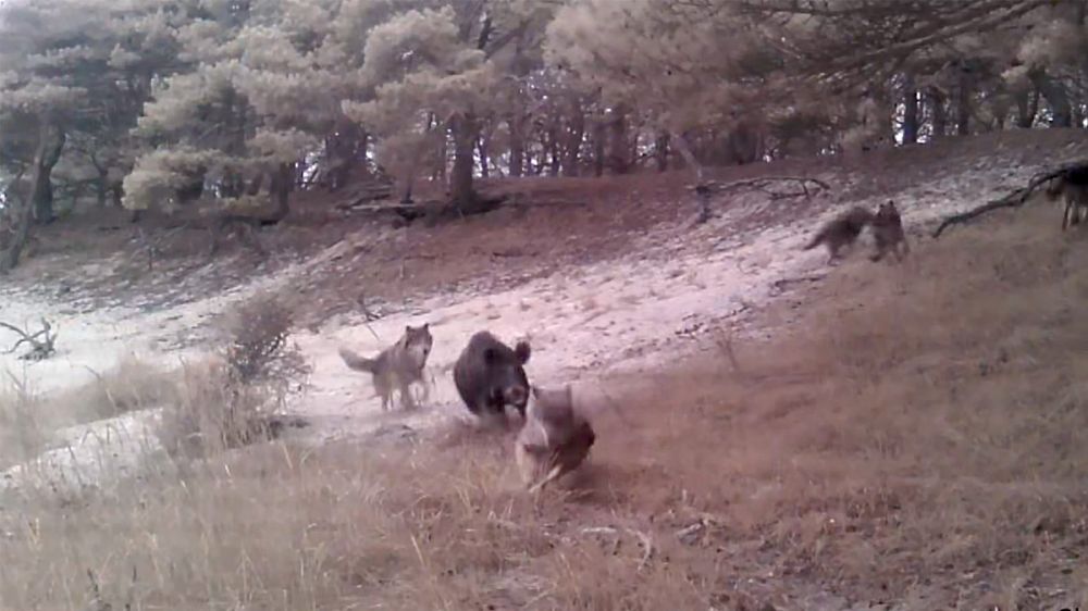 Un gran jabalí se enfrenta a una manada de lobos: el vídeo más impresionante que verás hoy