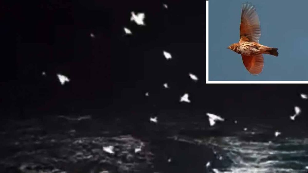 Se viraliza espectacular un vídeo de zorzales alirrojos cruzando el mar desde Escocia hacia Islandia: 850 kilómetros de largo viaje migratorio.