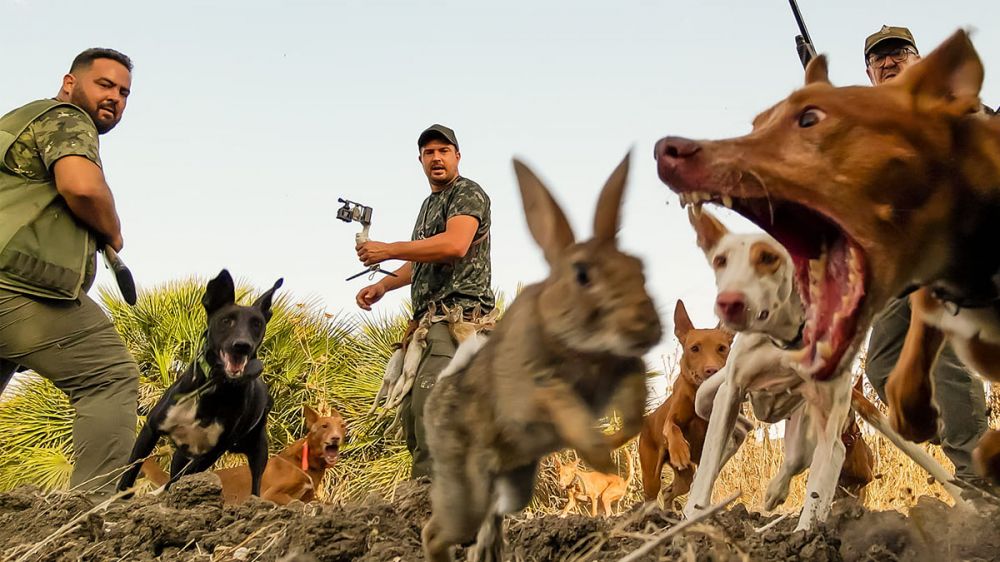 El mejor vídeo de un lance de caza al conejo grabado hasta hoy