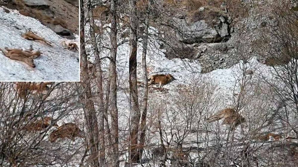 30 ciervos mueren despeñados al intentar escapar de una manada de lobos