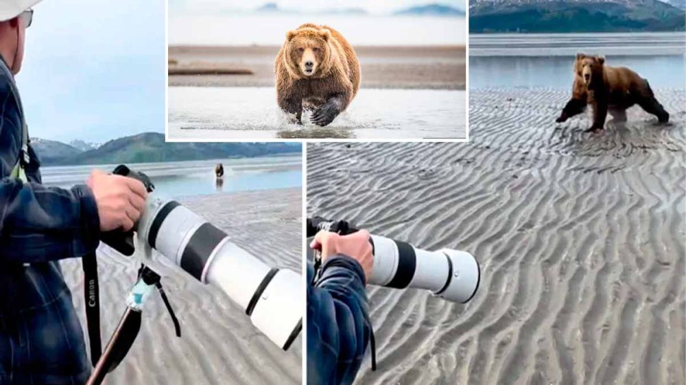Un oso carga contra varios fotógrafos que actúan de la mejor manera para salvar la vida