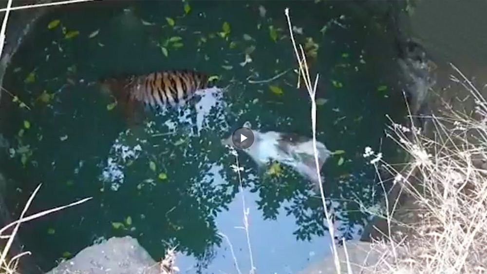 Un tigre muere al perseguir a un cerdo y caer los dos a un pozo
