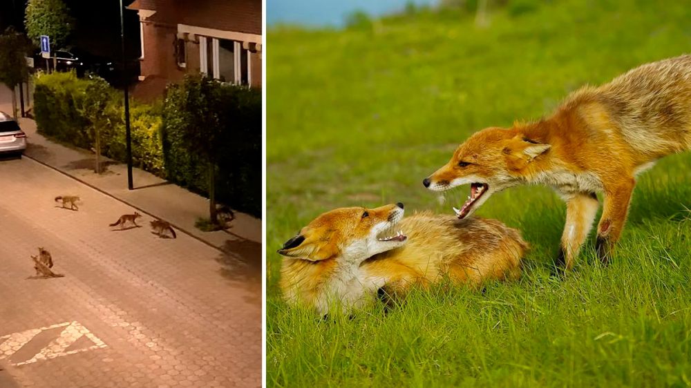 Gritos en la noche: los zorros llegan al barrio