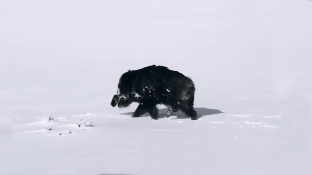 Un jabalí superviviente a la crudeza del invierno cántabro