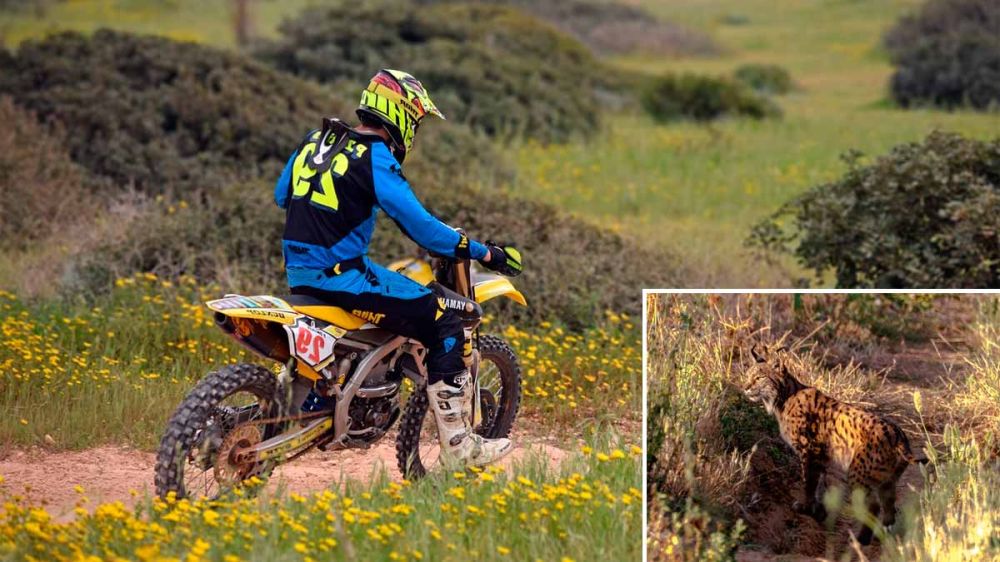 La circulación de motos de campo pone en peligro las crías de lince en una zona de Jaén