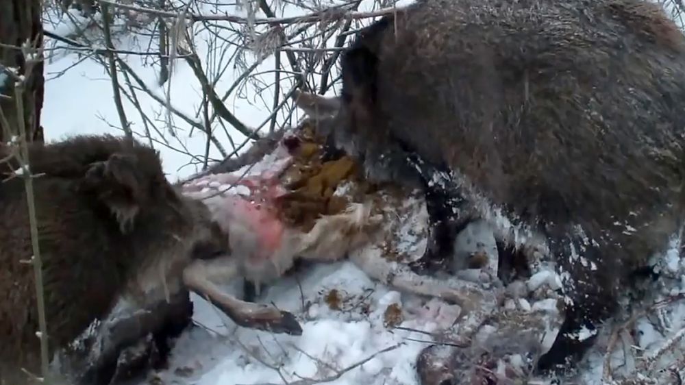 Hasta los huesos: estos jabalíes devoran un ciervo muerto y no dejan nada
