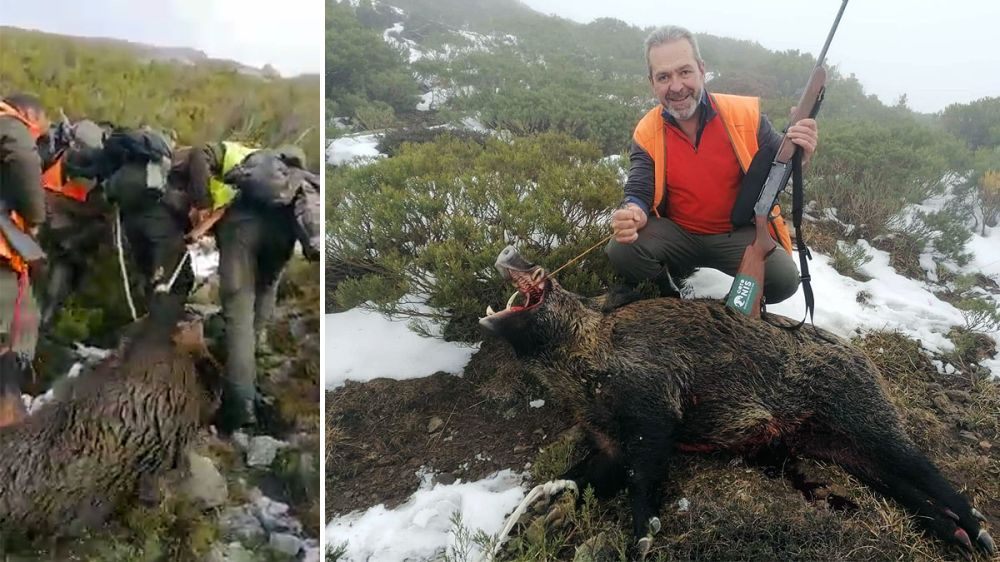 Un jabalí de 120 kilos a pulso: lo que sea necesario para aprovechar la carne de caza